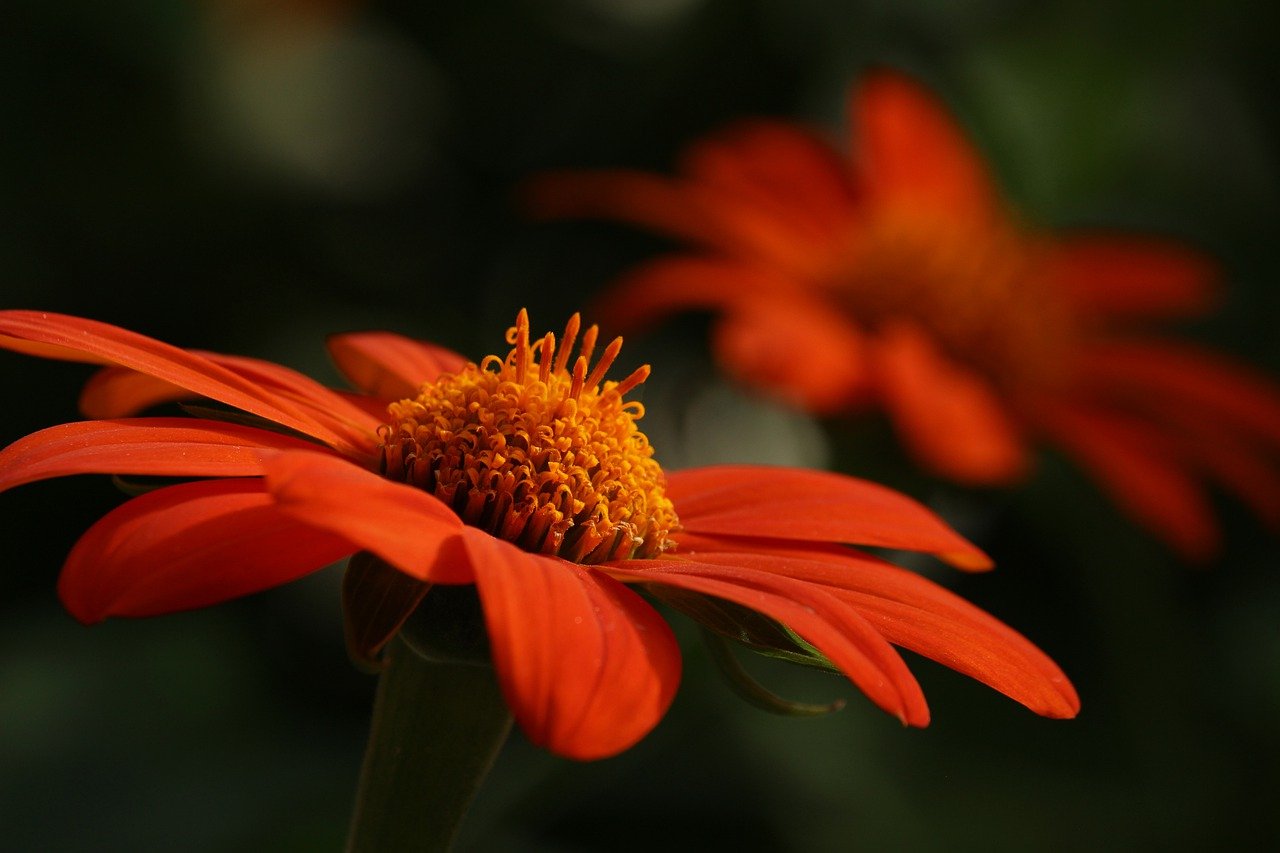 Orange Flower Flower Petals Bloom  - KRiemer / Pixabay